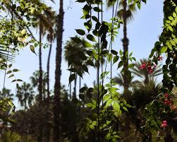 Laudos de Vegetação: A Base para a Gestão Ambiental e o Desenvolvimento Sustentável